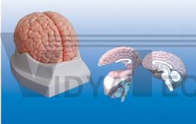 The dissection model of brain